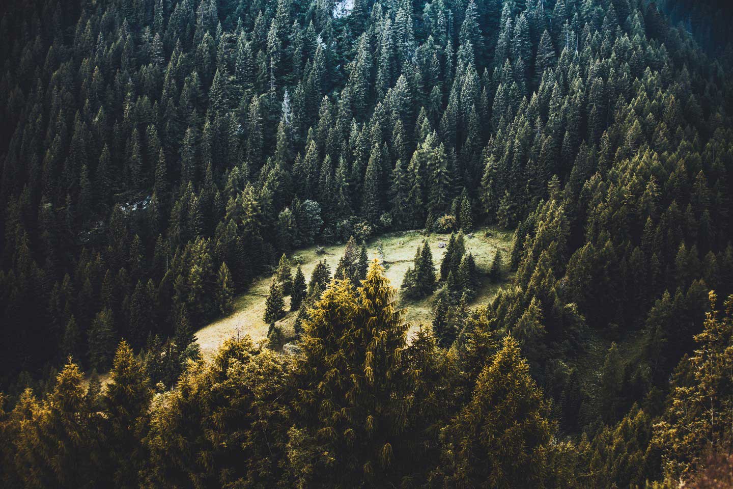 forest.jpg